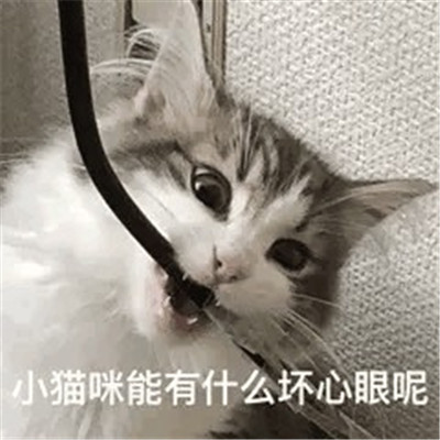 小猫咪能有什么坏心眼微信表情包