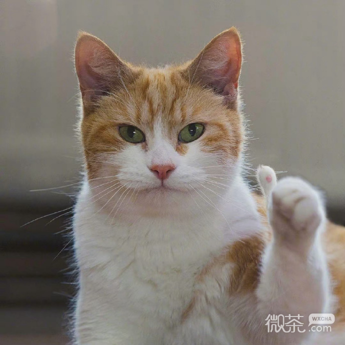 猫猫给你点赞微信表情包