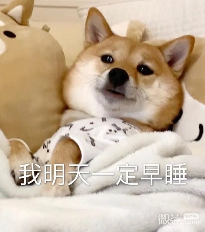 今日萌宠可爱微信表情包