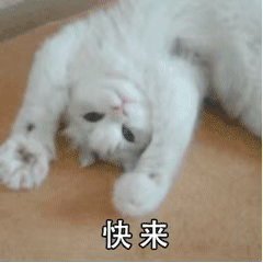 沙雕动态小猫猫微信表情包