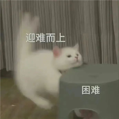 很高效的聊天表情包