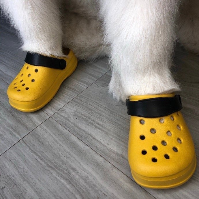 可爱狗狗穿鞋鞋微信头像