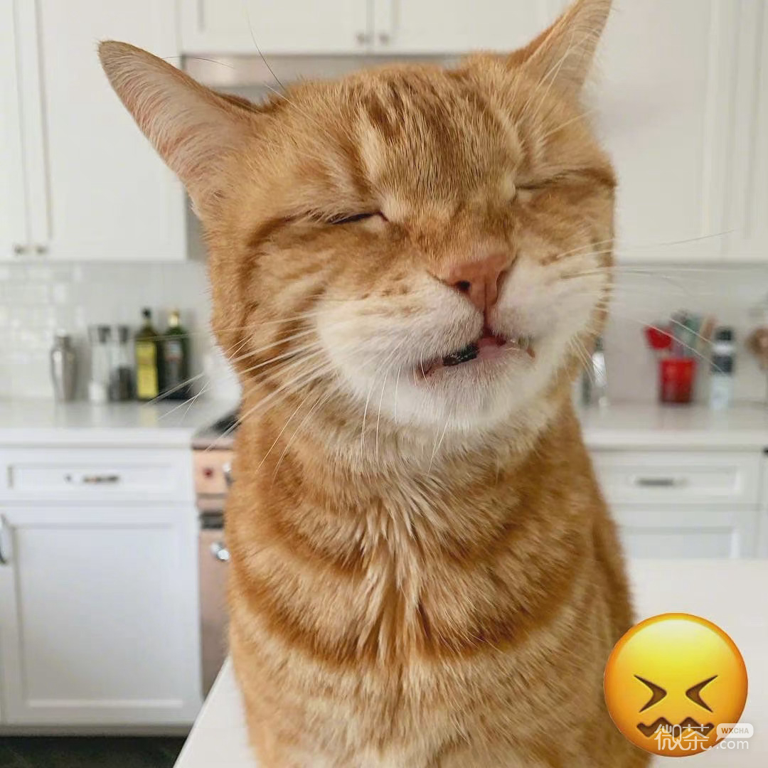 猫咪模仿小黄脸搞笑微信表情包