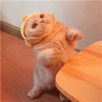 可爱萌萌哒喵星人猫咪情侣头像