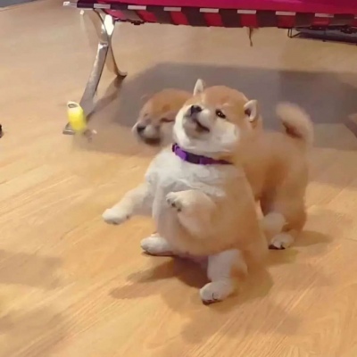 治愈系萌宠可爱微信头像