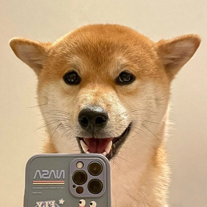 沙雕狗狗自拍微信头像