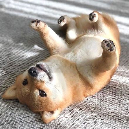 可爱的憨憨小柴犬微信头像