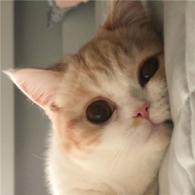 可爱又好看的小猫咪头像