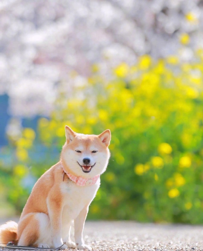 爱笑的可爱狗子微信头像