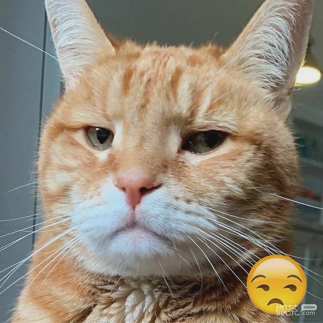 猫咪模仿小黄脸搞笑微信表情包