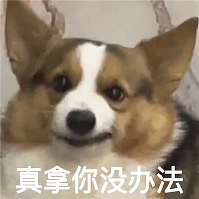 网络最火的表情合集