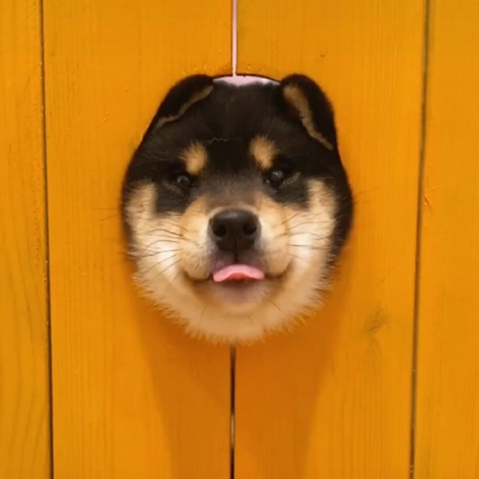 可爱又治愈的沙雕狗狗微信头像