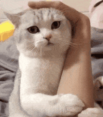 沙雕动态小猫猫微信表情包
