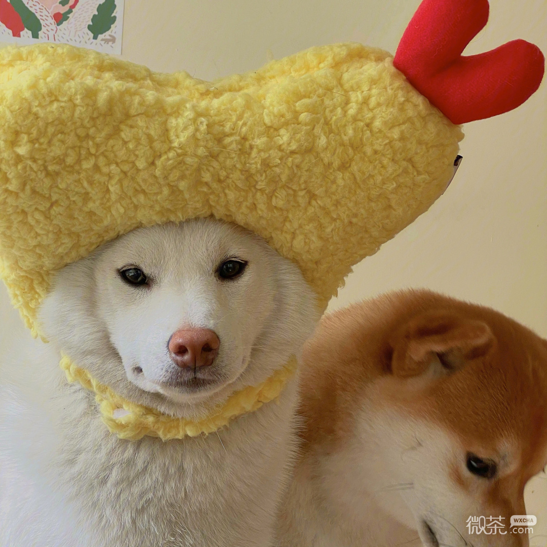 柴犬可爱微信头像