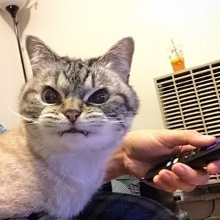 超凶的猫咪微信头像