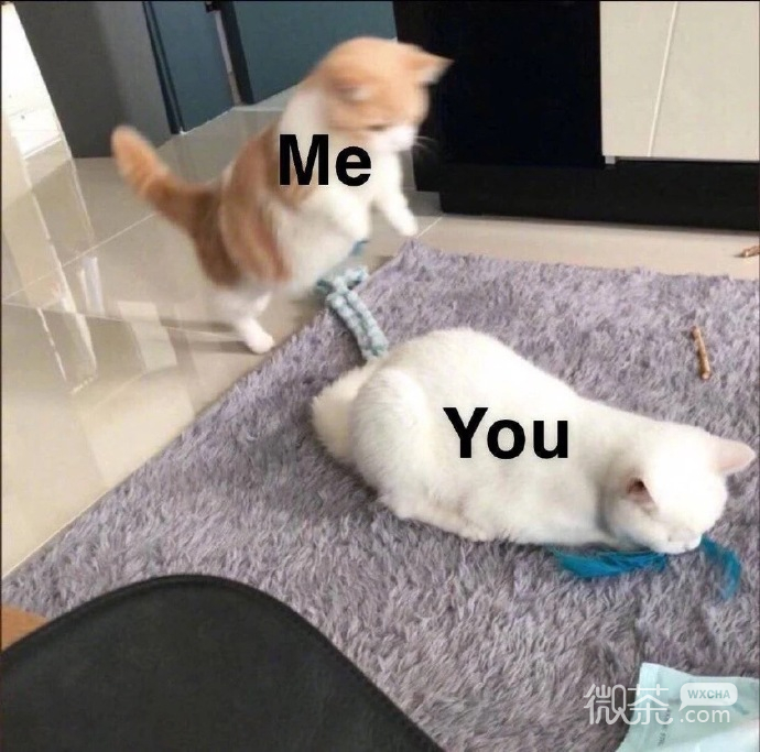 最可爱小宠物猫咪微信表情包 ​​​​
