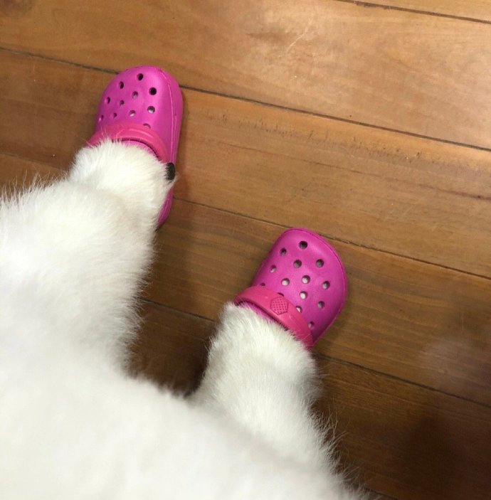 可爱狗狗穿鞋鞋微信头像