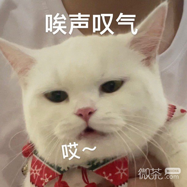 猫猫在线看《如何自己铲屎》可爱微信表情包