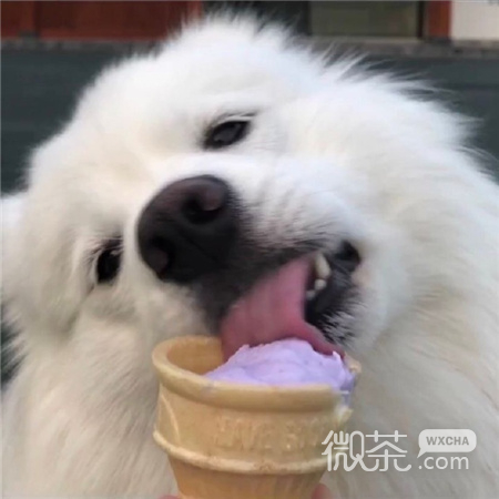 可爱动物超萌背景图