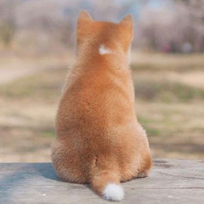 超级可爱的动物狗狗头像