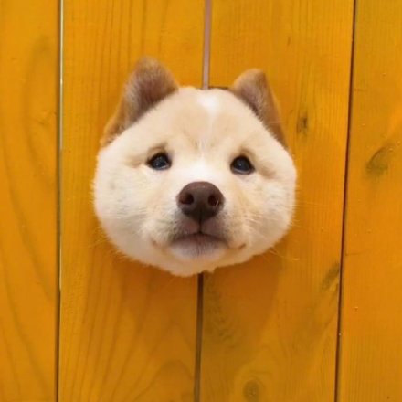 洞洞狗可爱微信头像