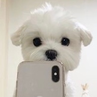 可爱狗狗的自拍微信头像