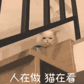 超可爱的小猫咪动态微信表情包