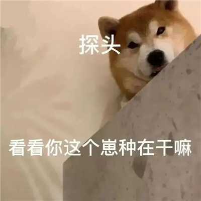 沙雕表情笑死人