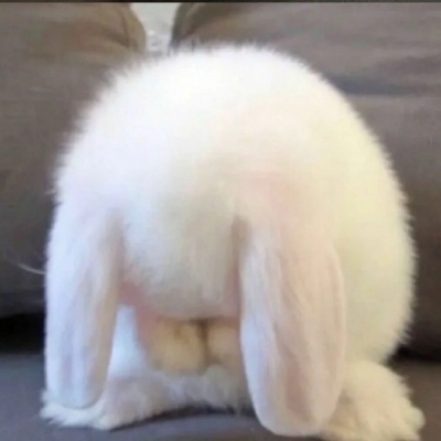 可爱小动物微信头像