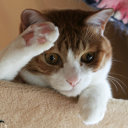 猫咪敬礼可爱微信表情包