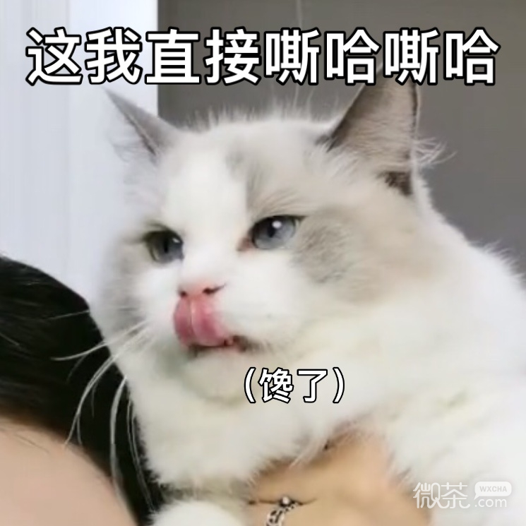 超可爱的猫咪戴安娜微信表情包