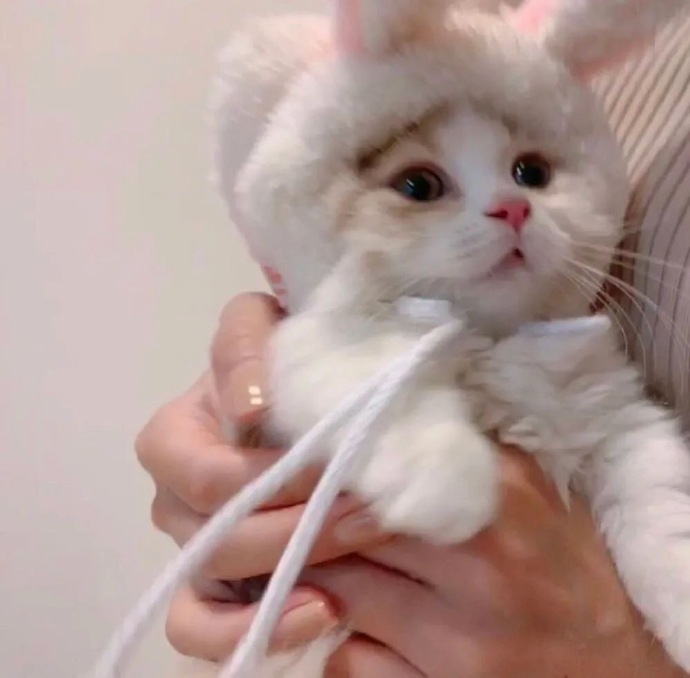 好玩好看的微信头像