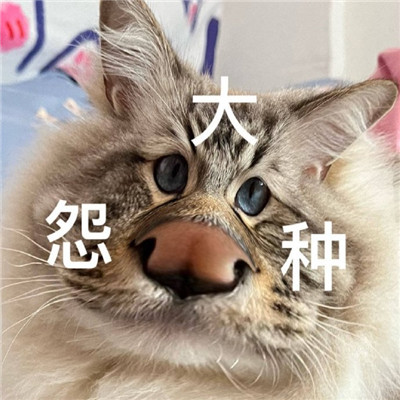 大怨种表情包合集