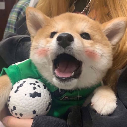 一些可爱有趣的微信头像