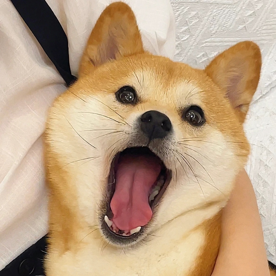 萌宠柴犬微信头像