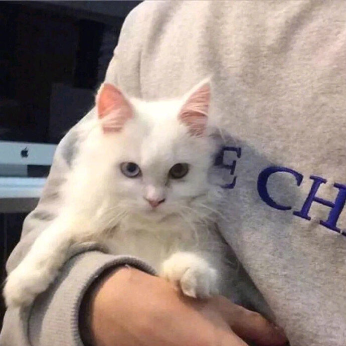 独特萌宠男生微信头像