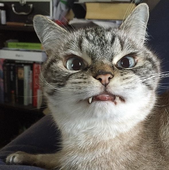 超凶的猫咪微信头像