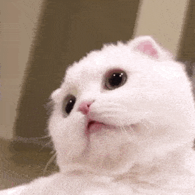 动态猫猫可爱的微信表情包