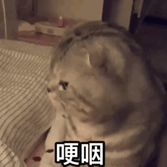沙雕动态小猫猫微信表情包