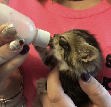 小奶猫喝奶萌态动态微信表情包