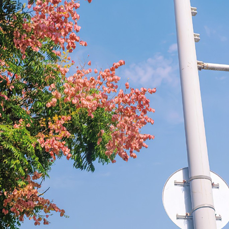 最新超级绚烂好看的栾树花图片