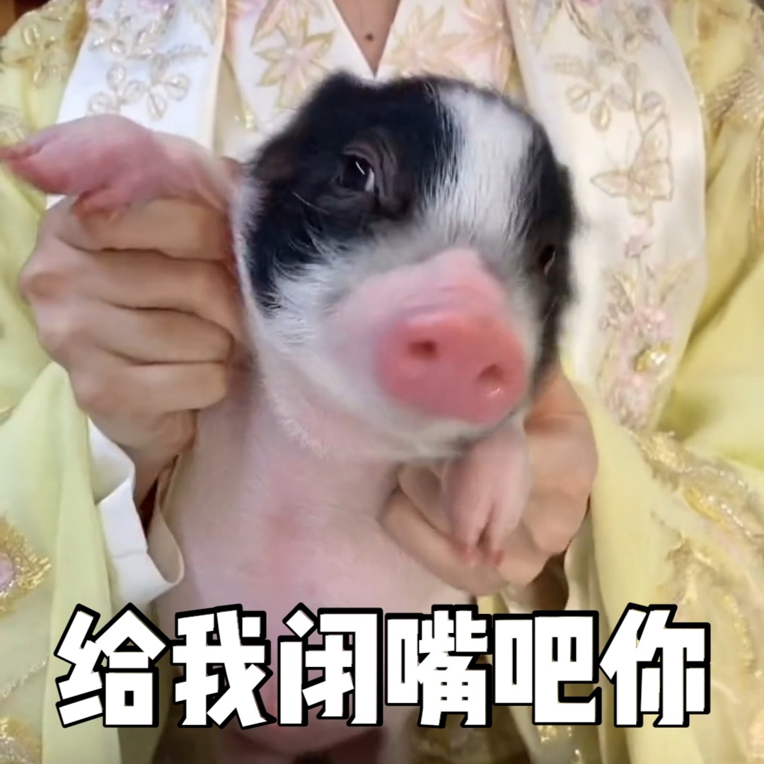 袁冰妍抱着猪猪沈嗷嗷可爱微信表情包