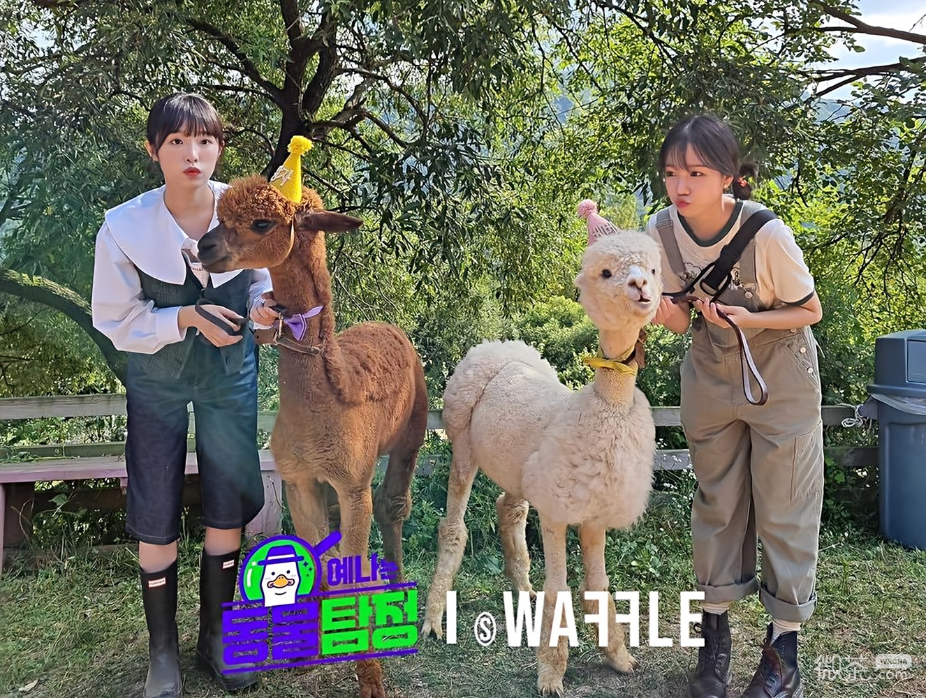 曺柔理可爱微信头像
