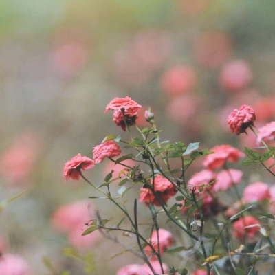 三月专属的唯美意境风景微信头像