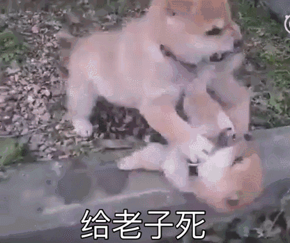 沙雕好玩的动态微信表情包