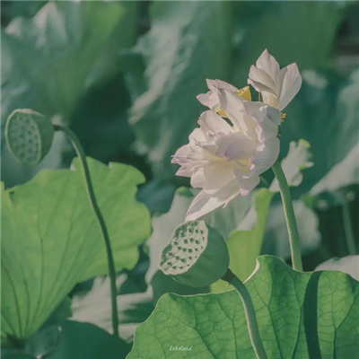 很搞怪的又很俏皮的情侣头像