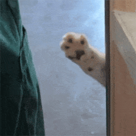 日常必备的搞怪动态表情