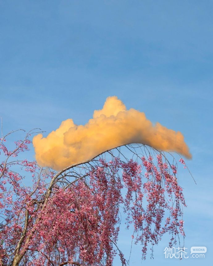 植物梦幻风景聊天背景图