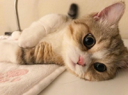 可爱的矮脚小猫微信头像