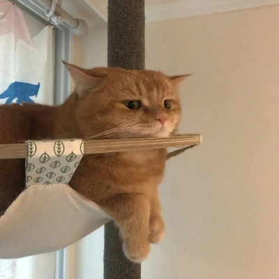 超可爱的萌宠头像